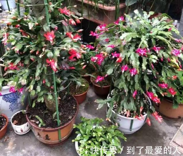 蟹爪兰，仙人掌科附生肉质植物！日常注意4要点，花开爆盆