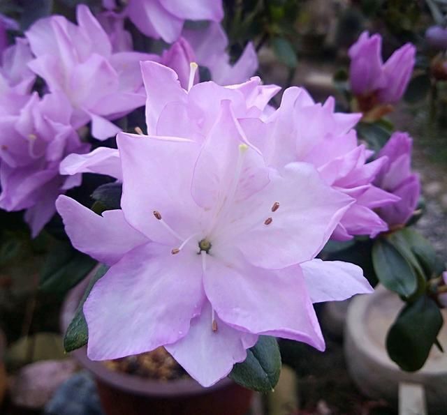 奢求|杜鹃花养成这个衰样,没死算给你面子了,还想开花,奢求太多