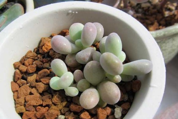 一棵小桃蛋的成长记，即使之然一身也不放弃生长，萌新萌化了