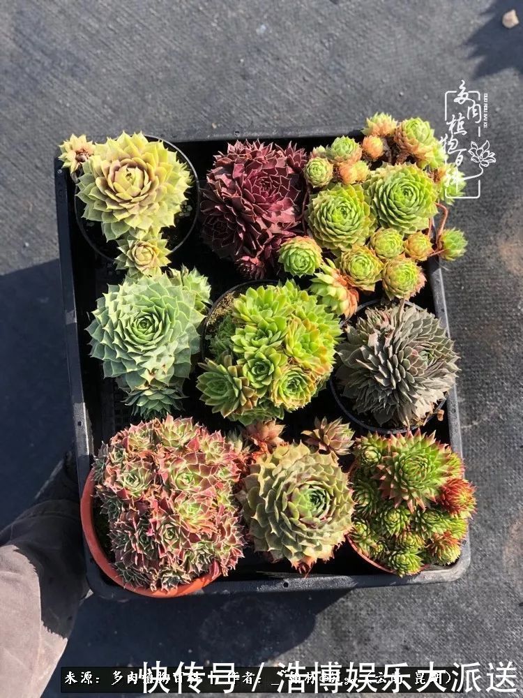 挂区|因为多肉，背井离乡来到开挂区，多肉变好看，小伙变大叔！