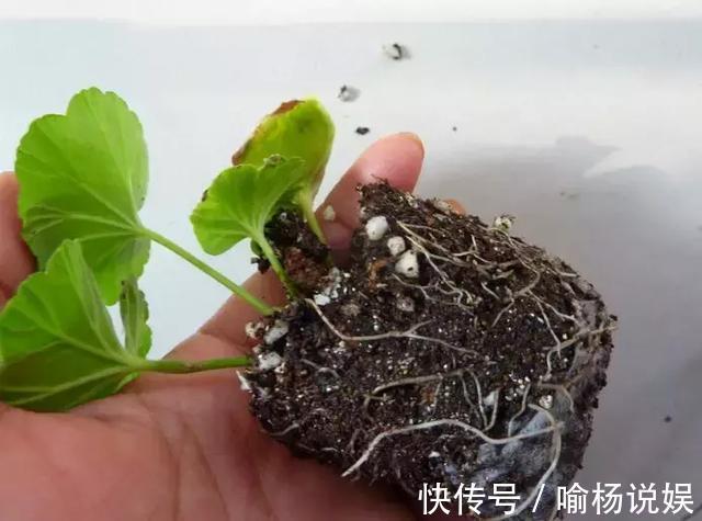 扦插加个小药片，成活率翻番，新手也能做得好！