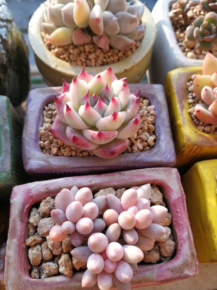 养多肉两年，200多盆养死的不到10盆，记录点点滴滴！