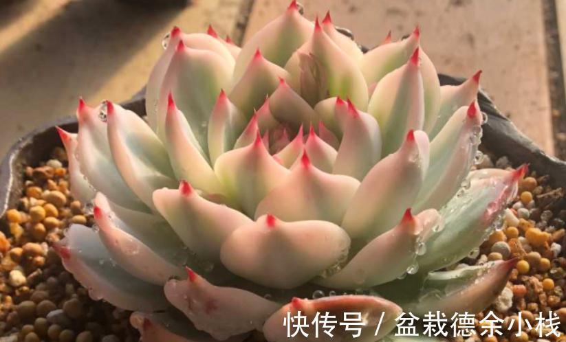 叶子|爱“脸红”的4款多肉,随便养养,晒晒太阳就红叶,美极了