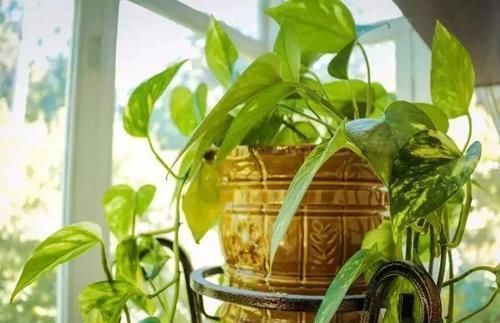 养死|这9个养护误区,导致很多人的盆栽养死,你做错了哪点了