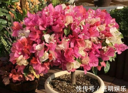 养三角梅,给它披1件“黑棉袄”,花开爆满盆,养出一片花海,美