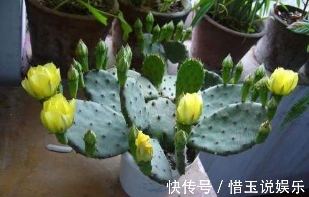 养“仙人掌”时,花友们可要注意“几点”,不然反而会伤害它