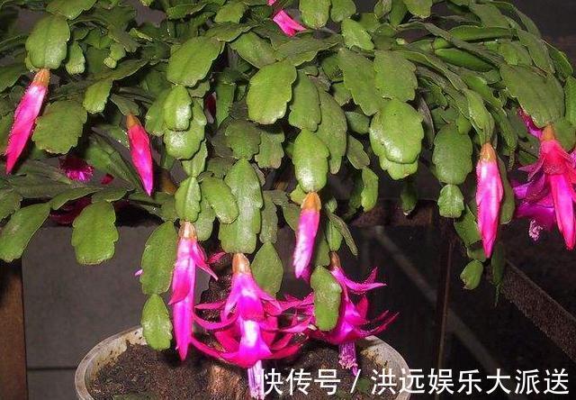 小齐|用这种“土”养蟹爪兰,不花钱,养分足,叶片肥厚,开花棒!