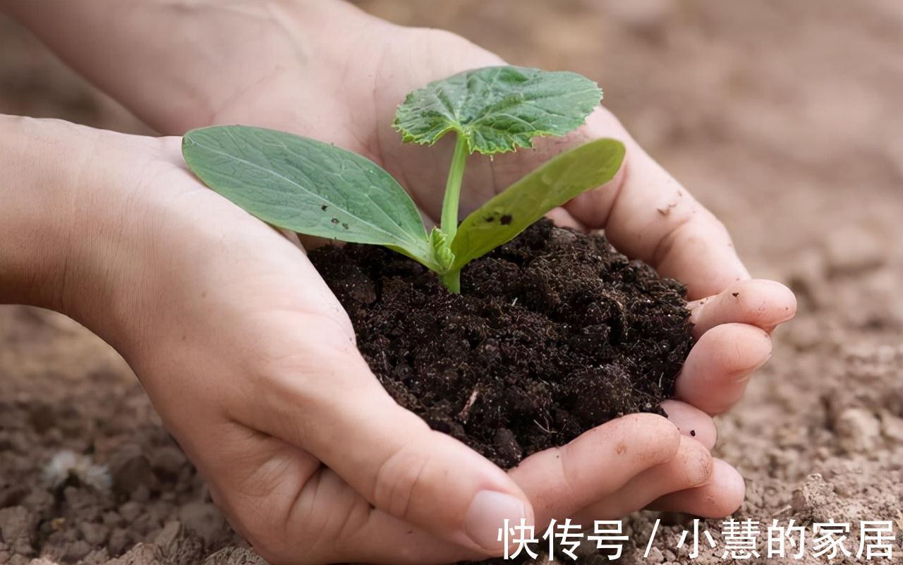 植株盆土板结不要着急，用2种方法，土壤疏松透气，种啥都好