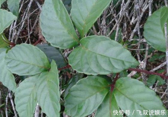 農(nóng)村的這種野草被叫做“藥王”！一塊錢只能買到一克，你見過(guò)嗎