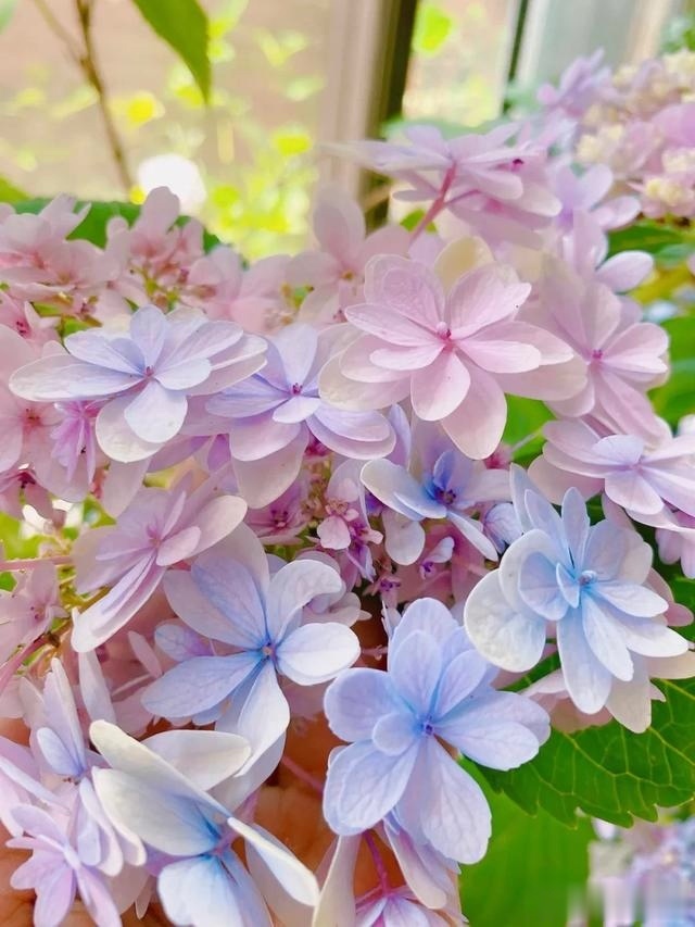 圆滚滚的绣球,瀑布般的花墙,这届花友也太会种花了吧