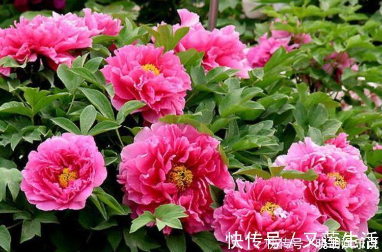 百合花|家里阳台养此款花，新手也能养爆盆，绚丽多彩，沁人心脾