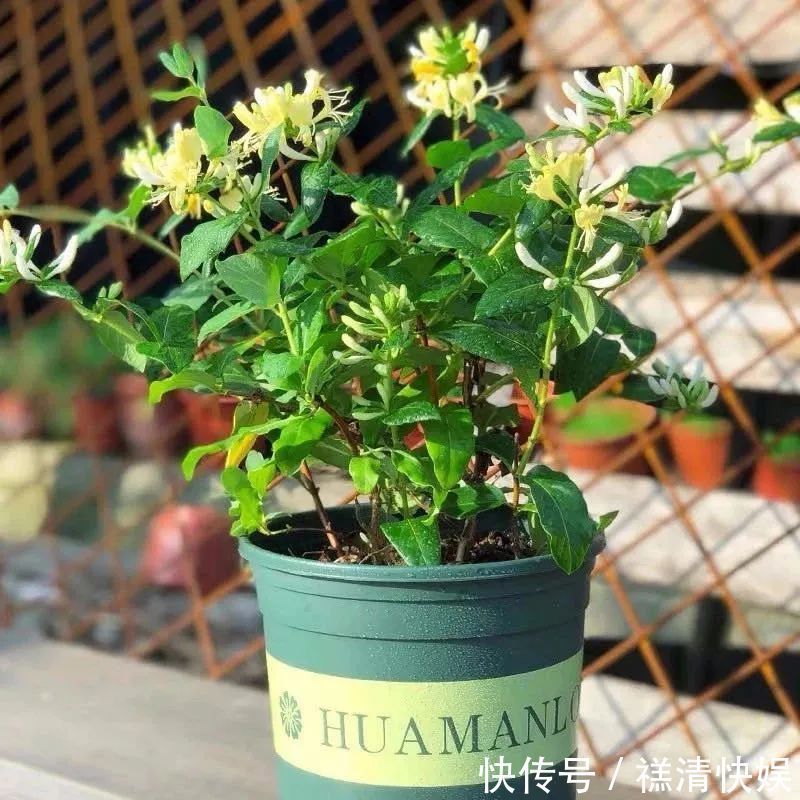 人养花、花也养人,一花治一病,这八种“健康花”,你家养了几种