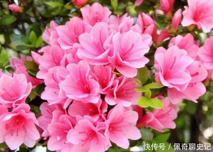 小花|冬天养护此几款小花,家里变成百花园,高雅艳丽