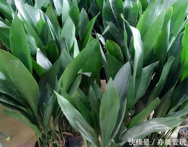 简单|适合卧室养的6种花,好看又实用,养起来也很简单