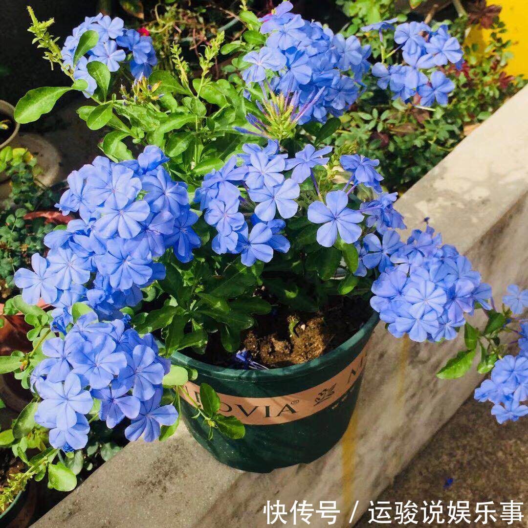 6种花超级喜欢太阳,晒得越多“花”越多,养一盆不亏