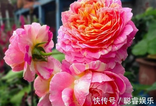3种月季花,耐热又抗病,夏季湿热的地方也可以养,开花多还漂亮