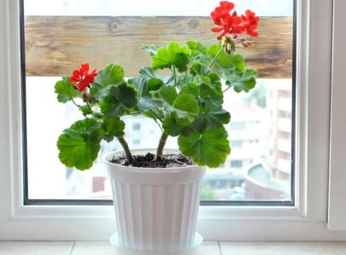 到了2月,该不该将植物盆栽挪出去,如何才能避免错过花期?