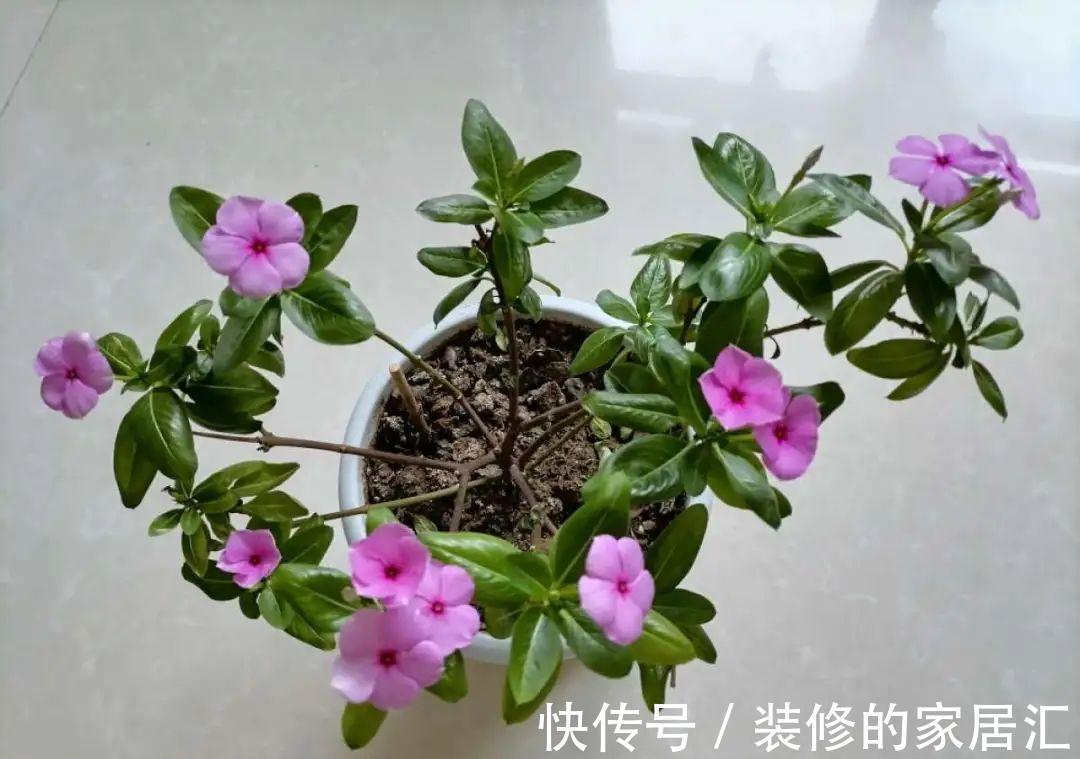 6种花别养老桩,越老越不开花,赶紧扦插备份