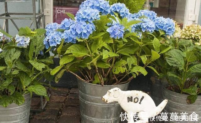 下雨天|下雨天，这3种花别着急搬回家，喝点“雨水”长得快，越淋越壮实