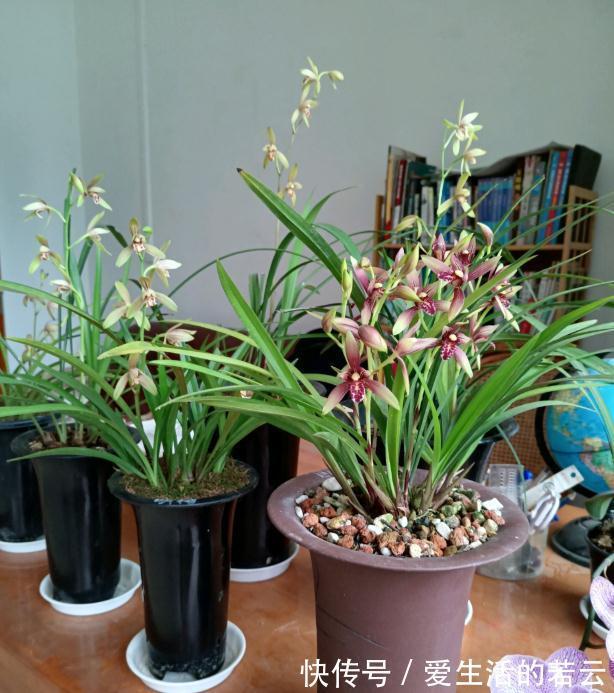 氮肥|兰花枯黄别担心,从这2个方面入手,轻松解决黄叶病!