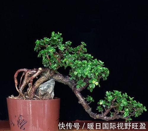 金枝玉叶做成盆景,矮壮才美,该怎样营造