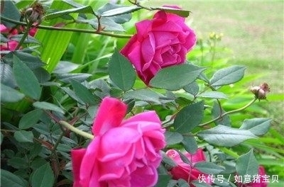 法子|学会这4个养花小秘诀，让你瞬间变成养花高手！