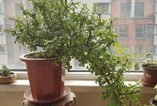 想将金枝玉叶养成身价高、颜值高盆景？3个技巧，凹出美丽造型