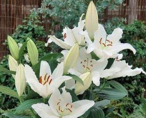 家有院子别浪费,几种花随便养,能从春天开到冬天