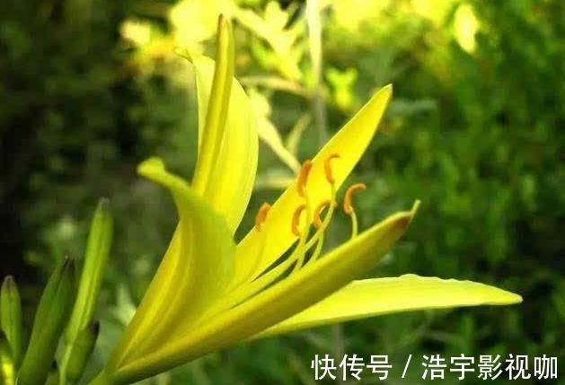 代森锰锌|黄花菜防治失眠、清热解毒,农民如何收获高产的黄花菜,只需四点