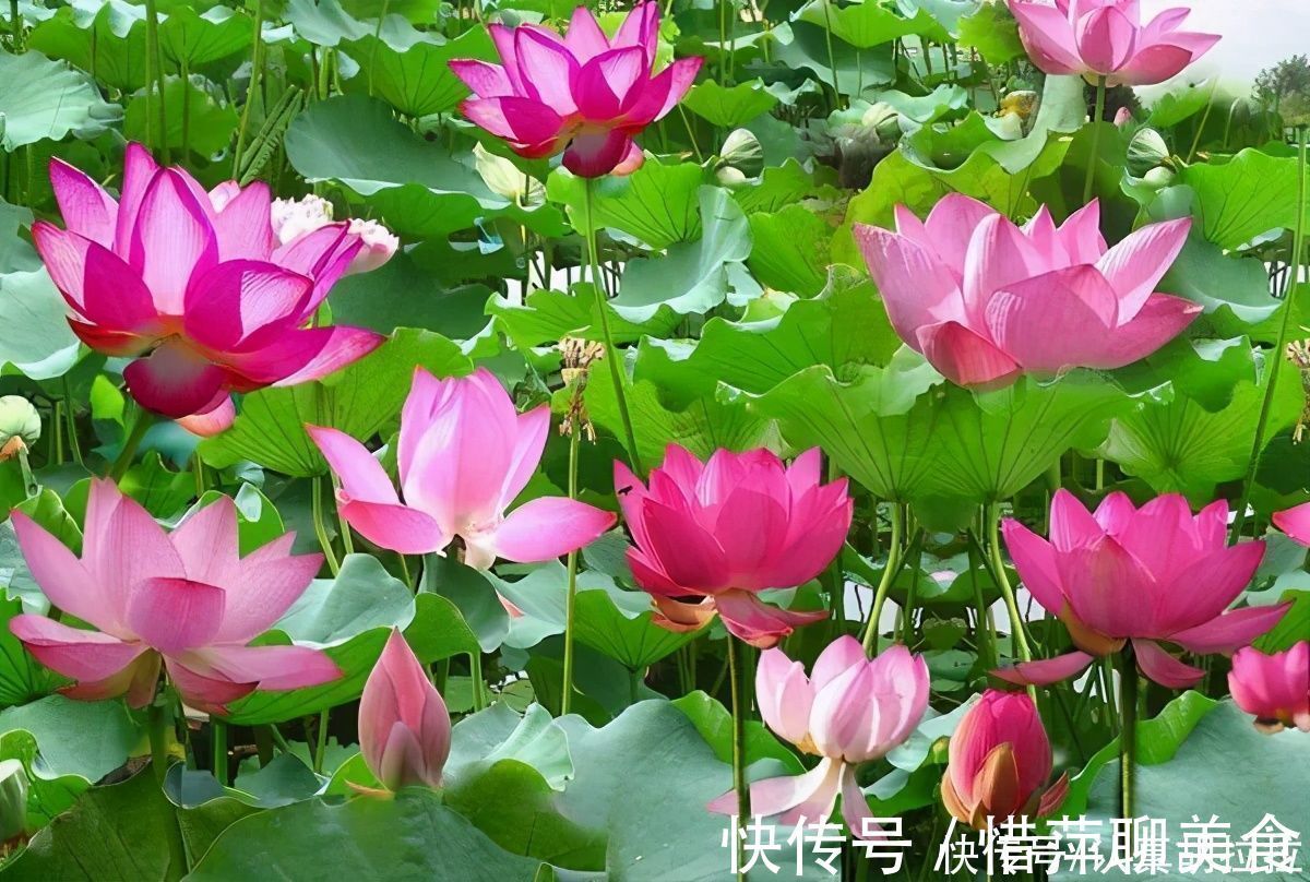 软蛋|此人写过一篇经典诗词流传至今,他写文章说皇帝是软蛋,他是谁