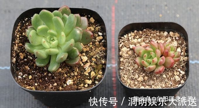 网购多肉要谨慎,两毛钱一棵,叶子掉光了,教你快速拯救多肉