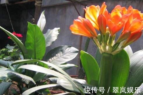 君子兰,即将“休眠期”,注意3个养护技巧,才能绿油油花苞多!