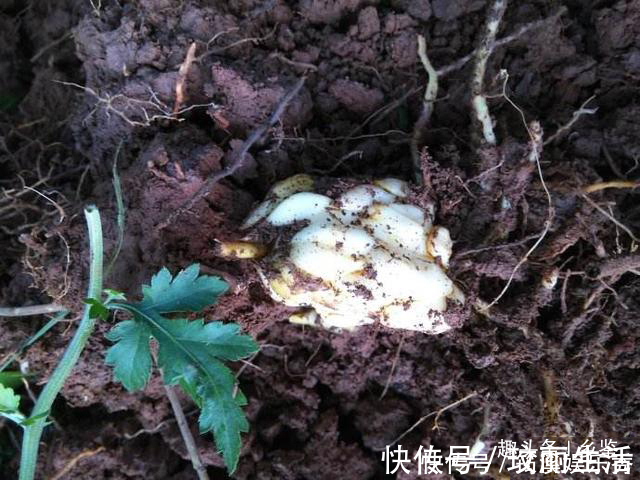 百合花|半山腰生长的野果,开着大喇叭花却用处多,遇到了多留意一下