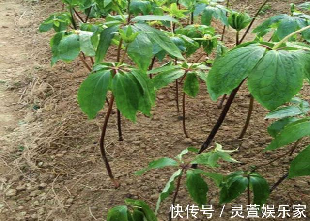 花友们|“珍贵”的1种野草，在竹林里“不显眼”，殊不知，280元1斤