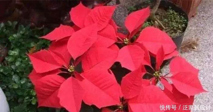家庭养花,冬天不得不提的7个细节