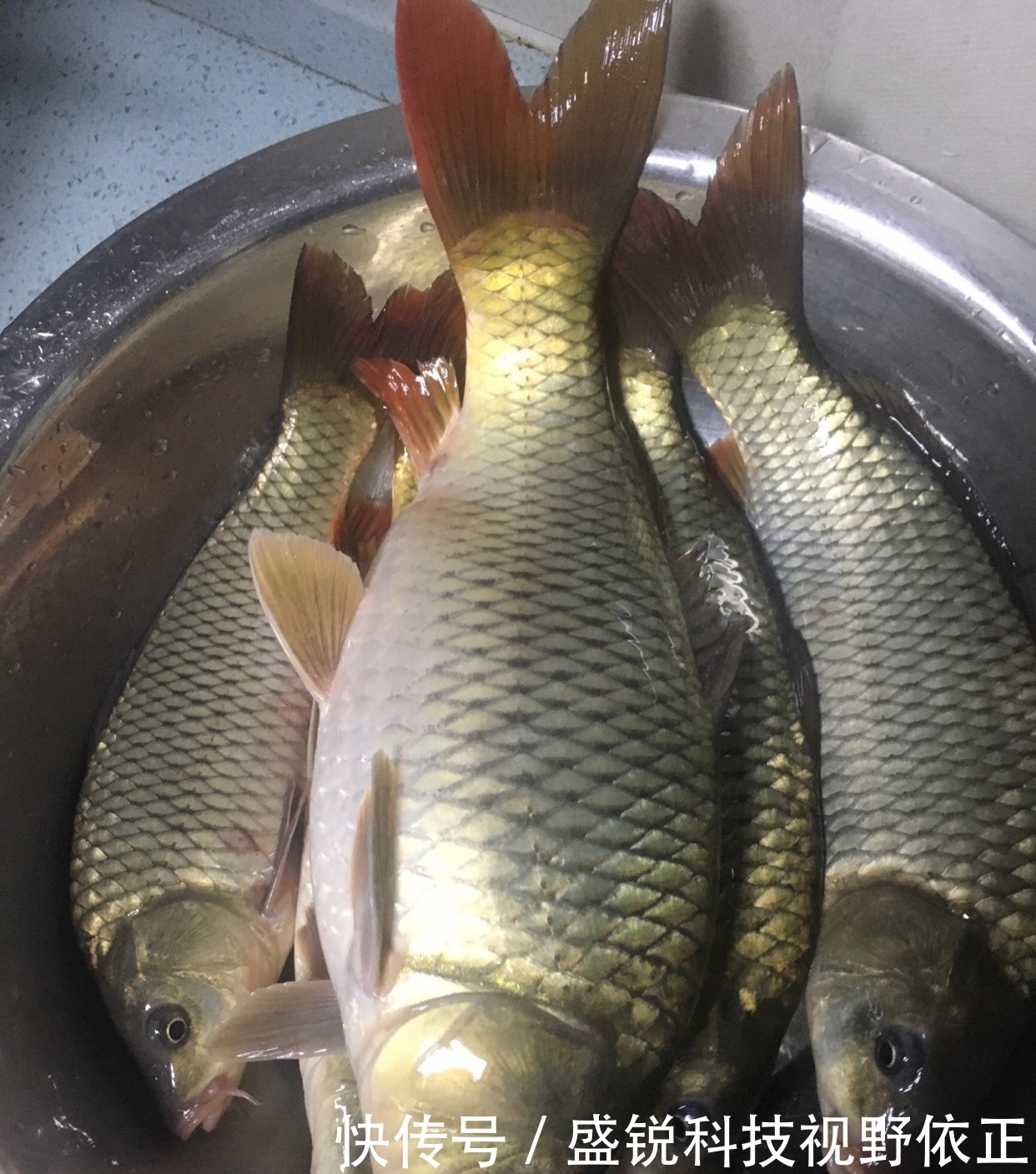 钓鱼钓草不如说是钓障碍,对障碍你了解多少