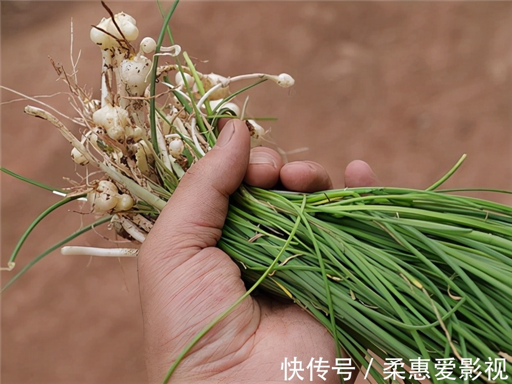 野菜|农村8种野菜,在冬季可以采挖来吃,你都吃过几种?不要错过