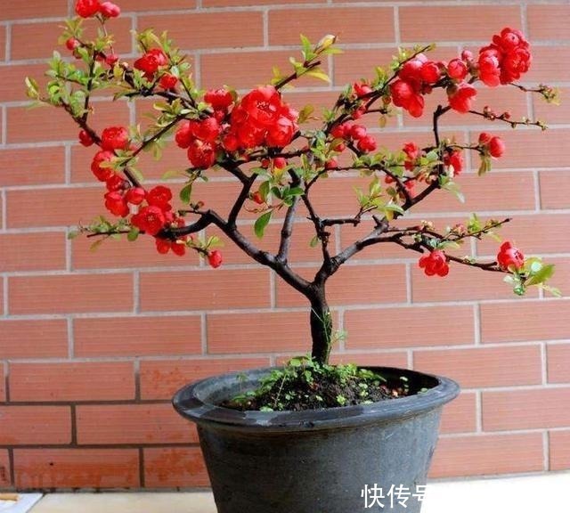肥沃|一种花叫“木瓜”，耐寒好养，开花漂亮，春季开满枝，比玫瑰美