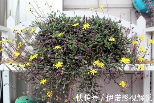 紫乐|紫色系多肉中的“小强”，皮实好养开花能力强，紫红的状态真漂亮