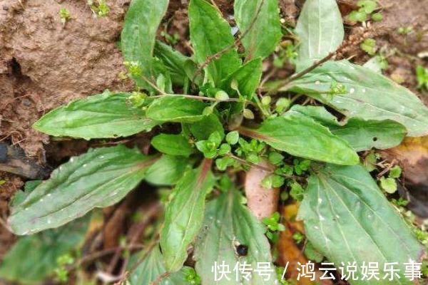 车前草|农民无人问津的车前草,却有3个突出功效,现在知道还不算迟!