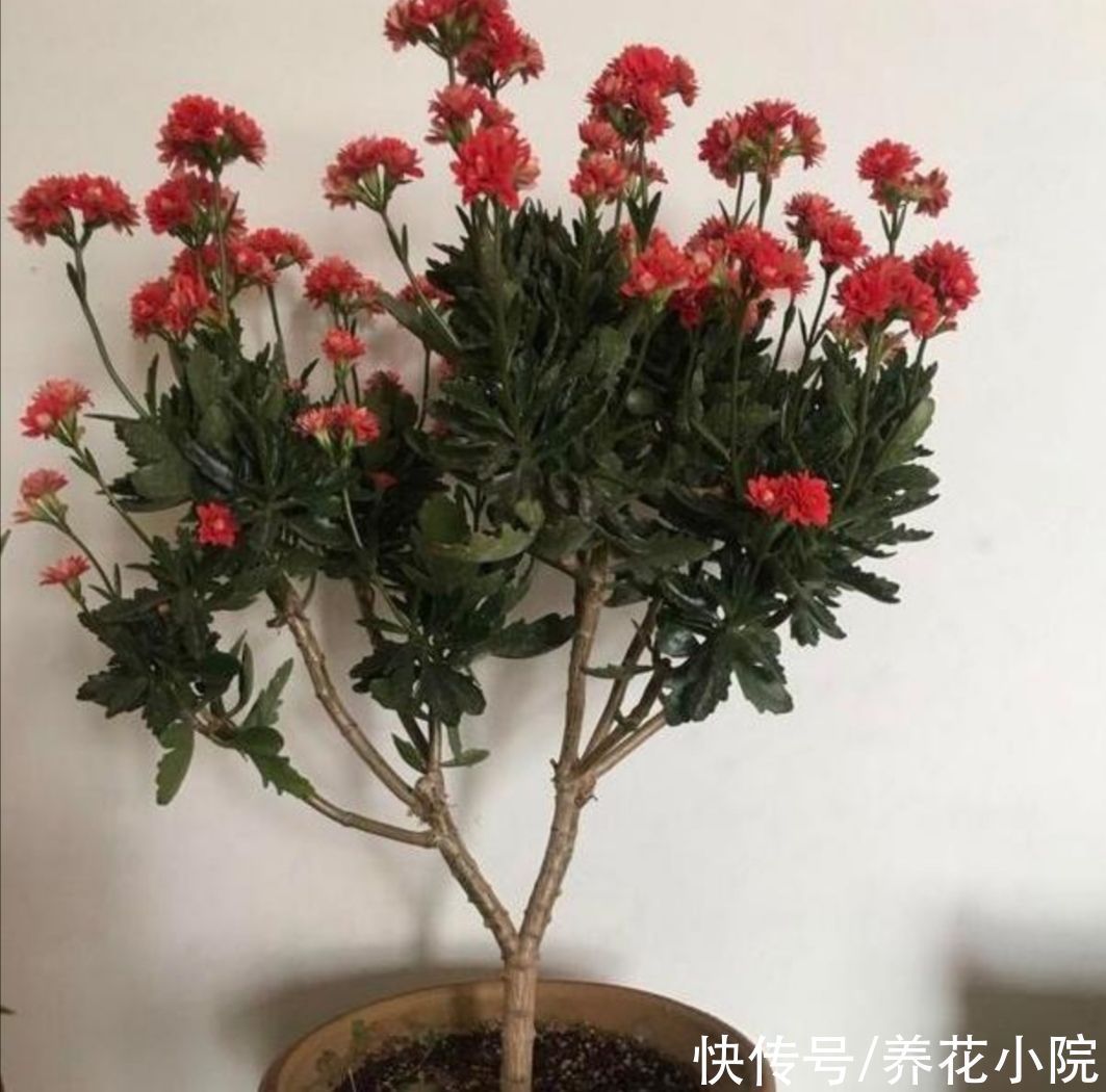 植株|长寿花这样修剪,2年养成老桩,枝头长满花苞