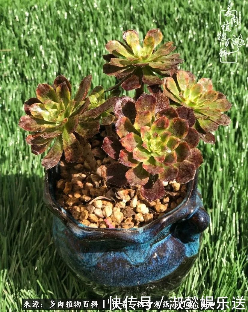 百科|多肉千万种,我独爱法师!爱它的霸气,更爱它的华丽蜕变!