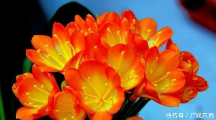 养护“君子兰”,这三个“小动作”做到位,轻轻松松让其开花