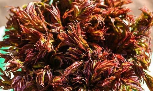 春天好吃的5种野菜，美味营养足，再贵也要买，错过又得等一年