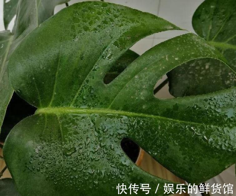 龟背|龟背竹室内盆栽养不好？掌握住这3个技巧，叶子长得比脸盆大