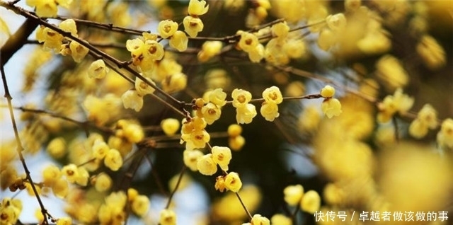  腊梅傲雪5首：一冬不被风吹落，却讶江梅易断肠