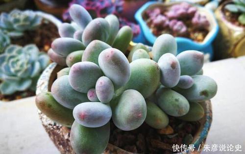 刚买回家的多肉,叶片发软像是快死了,掌握上盆技巧轻松长满盆!
