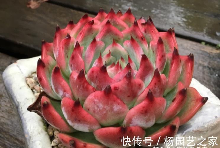 吉娃娃|宝藏多肉吉娃娃,有很多优点可以挖掘,夏天直接扔外面纯露养都行