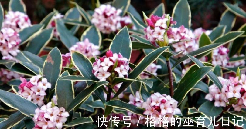 入冬瑞香做好“2足1勤”，不仅开花多，而且香味更足