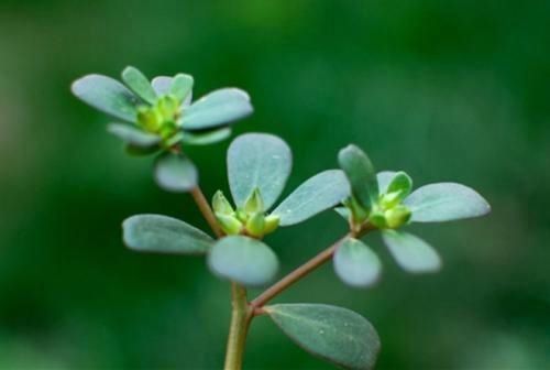 荠菜|爱挖野菜的注意了！这些地方的野菜不能吃